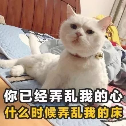 追女孩子的土味情话猫咪版表情包第8张